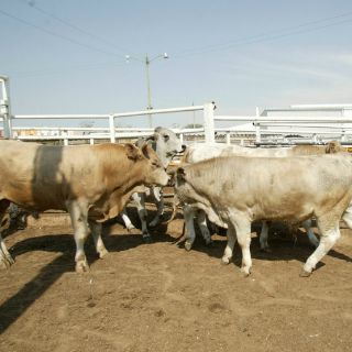 Rastro de Zapopan sacrifica más de 151 mil animales en 2014