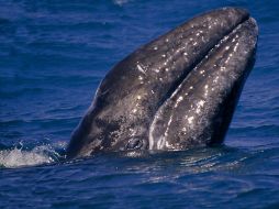 Este cetáceo posee dos copias de un gen encargado de reparar los daños en el genoma. EFE / ARCHIVO