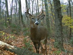 Una de las imágenes que han sido captadas gracias a la realización de este programa. FACEBOOK / Emammal