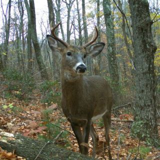 Llega e-Mammal para científicos en desarrollo