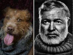 El estadounidense Ernest Hemingway, es uno de los autores caracterizados por un can en la serie fotográfica 'Perros Poéticos'. ESPECIAL / danbannino.com