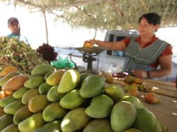 Señalan que el 70 por ciento del mango cosechado en la Costa del Estado se destina a la exportación. EL INFORMADOR / ARCHIVO
