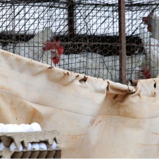 México propone bloque en Norteamérica en salud y producción avícola