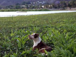 La máquina producirá agua a partir de la humedad natural del ambiente. EL INFORMADOR / ARCHIVO