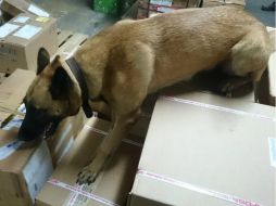 Fue un ''sensor canino'' el que detectó el enervante, tras una denuncia. EL INFORMADOR / ARCHIVO