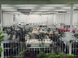 Rafael Olvera Amezcua, socio mayoritario de Ficrea, poseía más de 100 autos de lujo. SUN / Especial