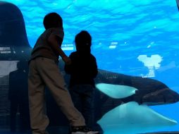 A fines de enero se decidirá si se incluye a este mamífero acuático en una lista de ballenas asesinas protegidas. NTX / ARCHIVO