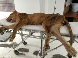 La leona fue rescata en octubre del año pasado y presentaba desnutrición severa y bajo peso. SUN / Especial