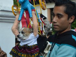 La perrita 'Shaina', disfrazada del Torito de Carnaval de Ojeda, obtiene este año el primer lugar, una despensa y mil pesos. NTX / ESPECIAL