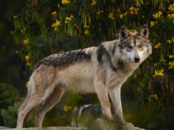 El lobo mexicano es una especie catalogada en nuestro país como potencialmente extinta en el medio silvestre. SUN / ESPECIAL