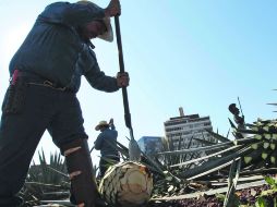 Glorieta Minerva. Un grupo de jimadores de agave enseñó su destreza para reducir los ejemplares a piñas. EL INFORMADOR /  A. Camacho