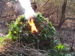 Elementos de la PGR destruyendo las plantas de mariguana. TWITTER / @PGR_Jal