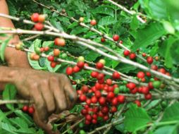 El descubrimiento podría ser utilizado en la industria alimenticia o en animales, como reses, antes de ser sacrificados. AP / ARCHIVO