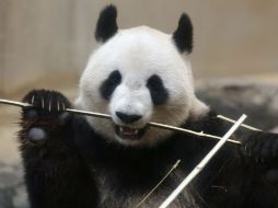 Este virus afecta los intestinos, las vías respiratorias, la espina dorsal y el cerebro. EFE / ARCHIVO