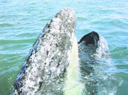 Con una bella sonrisa nos muestra las delicadas barbas (en blanco) con las que cuela el fruto de su pesca. EL INFORMADOR / P. Fernández Somellera