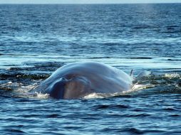 Los científicos viajarán seis semanas para llegar a las Islas Balleny, en el océano antártico, donde estudiarán estas ballenas. EFE / ARCHIVO