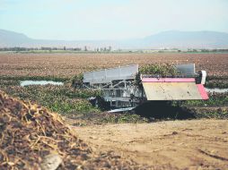 Percepción. El problema del lirio es estético, pues da la impresión a los paseantes de que el agua está sucia. EL INFORMADOR / J. Mendoza