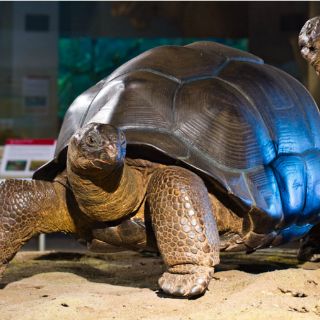 Exhiben tortuga gigante de Galápagos en Museo de Historia Natural