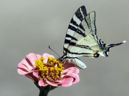 Además de apreciar a estos animales, se ofrecerán talleres y diversas actividades hasta el mes de abril. AP / ARCHIVO