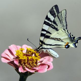 Exhiben mariposas en Museo de Paleontología en Jalisco
