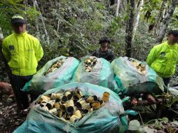 El hallazgo es posible gracias a las labores de inteligencia y el trabajo de perros antiexplosivos EFE / ARCHIVO