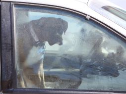 Las autoridades iraníes prohíben pasear un can en lugares públicos o transportarlo en coche, bajo pena de ver el animal incautado. AFP / A. Perez