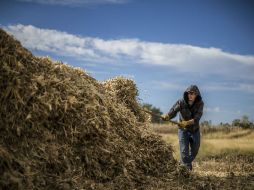 El Producto Interno Bruto del año pasado se vio impulsado por incrementos en las actividades primarias (2.8%) como la agricultura. EL INFORMADOR / A. Hernández