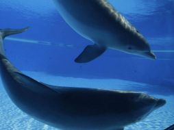 La Procuraduría verificará que no se realicen actividades dentro del delfinario y mantendrá vigilancia constante. EL INFORMADOR / ARCHIVO