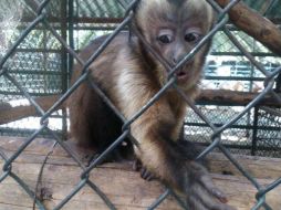 El 'El Club de los animalitos' se aseguraron 101 animales por hacinamiento y carencia de documentación legal. TWITTER / @PROFEPA_Mx