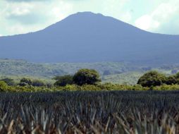 La Ruta, donde se disfruta de atractivos turísticos y culturales, la conforman los municipios que rodean al Volcán de Tequila. EL INFORMADOR / ARCHIVO