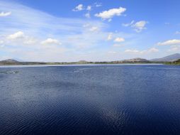 Se estima que los habitantes lograron retirar entre 10 y 15 por ciento del lirio durante el mes de febrero. EL INFORMADOR / M. Vargas