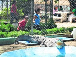 Exhibición. El futuro de las especies que actualmente habitan este espacio es incierto. EL INFORMADOR /