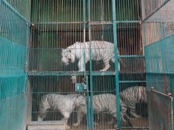 El pasado 23 de febrero, la Profepa aseguró 101 animales al 'Club de los Animalitos', en Puebla. SUN / ARCHIVO