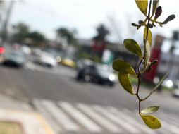 De acuerdo a estudios, dos por ciento del arbolado es afectado por el muérdago. EL INFORMADOR / ARCHIVO