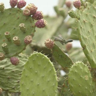 Nopal, el próximo generador de energía en México