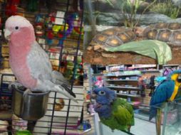 Maskota También se comprometió en ofrecer espacios más dignos para alojar a los animales de vida silvestre. TWITTER / @PROFEPA_Mx