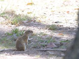 Los animales más sensibles a los iones positivos son aquellos que viven más próximos al suelo. EL INFORMADOR / ARCHIVO