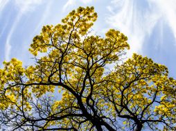 Todas las ramas o ramificaciones que no se deseen, deberán ser cortadas ya sea en el punto de unión o en su formación. EL INFORMADOR / ARCHIVO