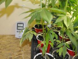 Las plantas decomisadas fueron puestas a disposición de un agente del Ministerio Público Federal. TWITTER / @FiscaliaJal