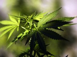 La iniciativa supone retirar la marihuana de la lista de drogas duras y pasarla a la 'zona dos', que es de menor agresividad o daño. EFE / ARCHIVO