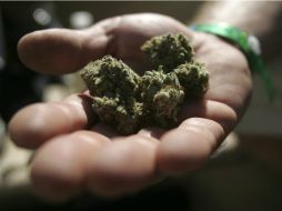 La cannabis continúa generando polémica entre la comunidad científica. EL INFORMADOR / ARCHIVO