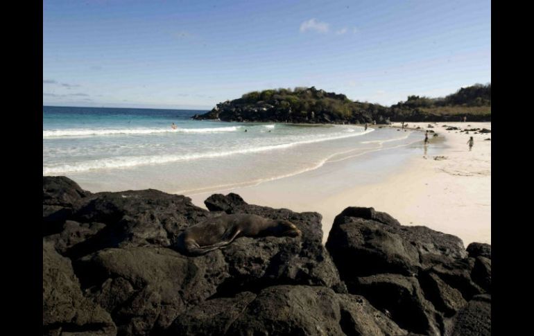 La medida que se tomará para evitar la entrada de este producto no hará que desparezca completamente, sino hasta 2017. EL INFORMADOR / ARCHIVO