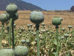 Apunta que la guerra contra las drogas genera violencia. AP / ARCHIVO