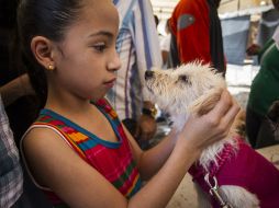 Experimentos sugieren que humanos y perros han desarrollado esta interacción mediante la alianza que han mantenido por miles de años. EL INFORMADOR / ARCHIVO