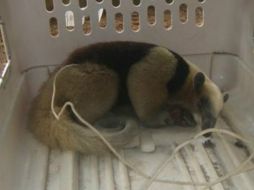 El oso hormiguero se encuentra enlistado en la NOM-059-SEMARNAT-2010, como una especie en peligro de extinción. TWITTER / @PROFEPA_Mx