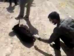 La vicepresidenta de Irán pidió acabar con estos métodos no convencionales de control de población de perros vagabundos. YOUTUBE / Reza Zadahmad