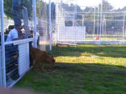 La Profepa traslada a una leona al Gran Santuario Mexicano Jaguar Negro Tigre Blanco. TWITTER / @PROFEPA_Mx