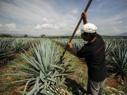 La bebida mexicana tiene presencia en 120 países. EL INFORMADOR / ARCHIVO