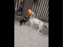 Jaminette y su hermana Jasmín, siguieron por más de cinco cuadras a la perra para conocer en dónde se encontraban los cachorros. FACEBOOK /  Jaminette Bojorquez