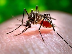 La fiebre chikungunya es una enfermedad viral que se propaga por la picadura de los mosquitos. AP / ARCHIVO